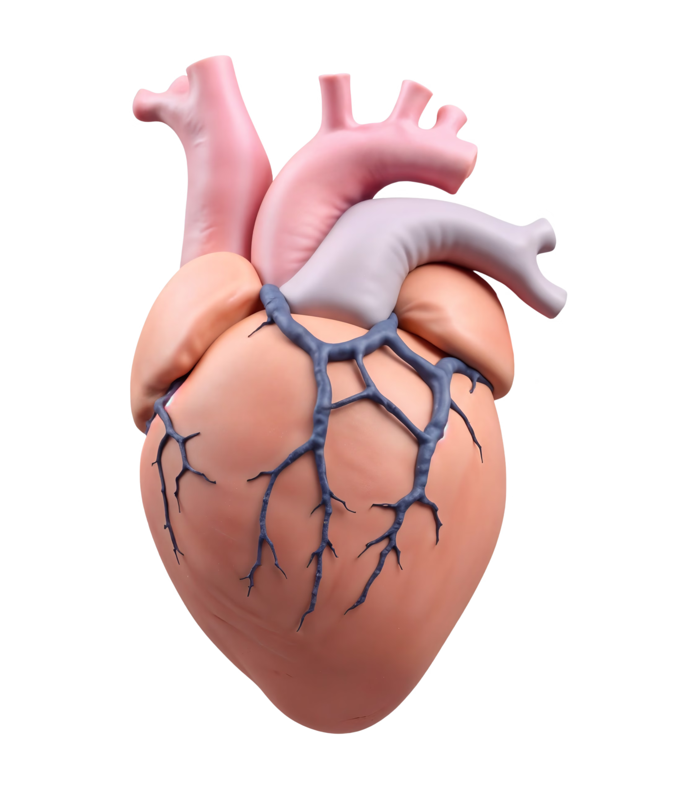 ECHO EKGs in tx near me